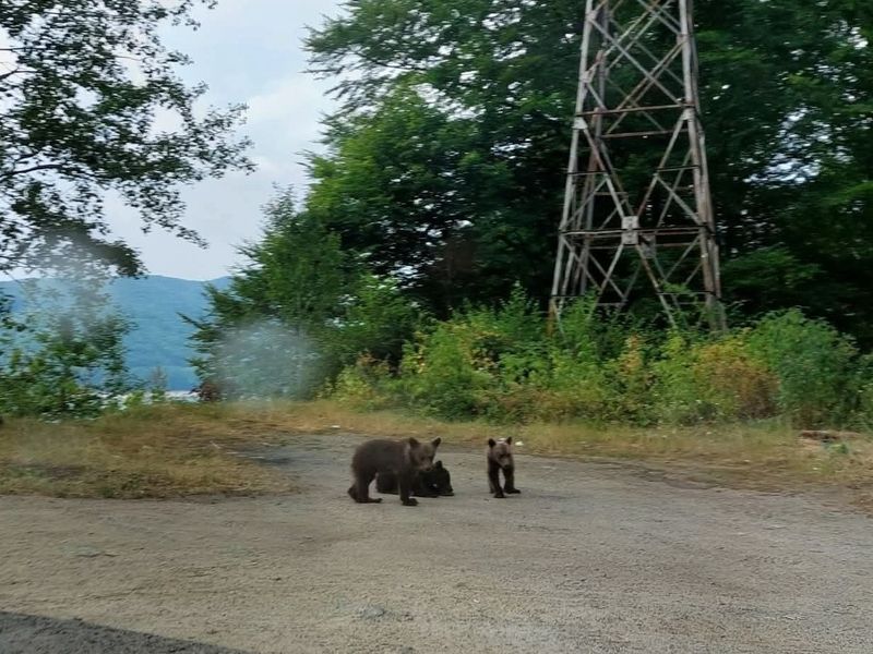 puii de urși