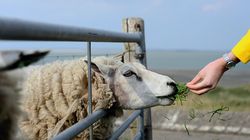 Două cazuri de antrax, confirmate în România! Medicii de la Institutul „Matei Balș” sunt în alertă. Care e starea pacienților?