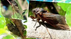 Bucureștenii, terorizați de cicade! Insectele zgomotoase au invadat mai multe zone din Capitală. Ce spun specialiștii?