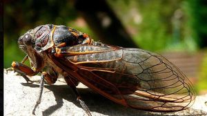 Insectele care terorizează Bucureștiul