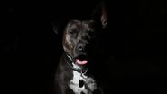 caine
