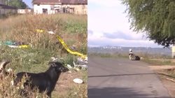 Incident cumplit în Vrancea! Un copil de doar trei ani a murit sfâșiat de câini. Localnicii spun că animalele fără stăpân reprezintă o reală problemă în zonă
