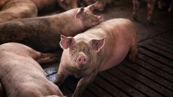 Caz șocant în Africa de Sud! Două femei, date de mâncare la porci după ce au fost împușcate mortal. Detalii terifiante din anchetă