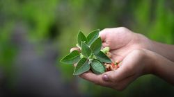 (P) Secretele naturii pentru mai multă energie