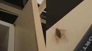 Gândaci surprinși în Spitalul din Slatina