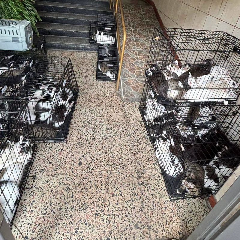 Descoperire halucinantă în București! 115 pisici, salvate din două apartamente. În ce condiții au fost găsite 1 pisici apartament Bucuresti 1