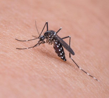 Caz de infecție cu virusul West Nile, confirmat în Galați. Recomandările DSP pentru populație