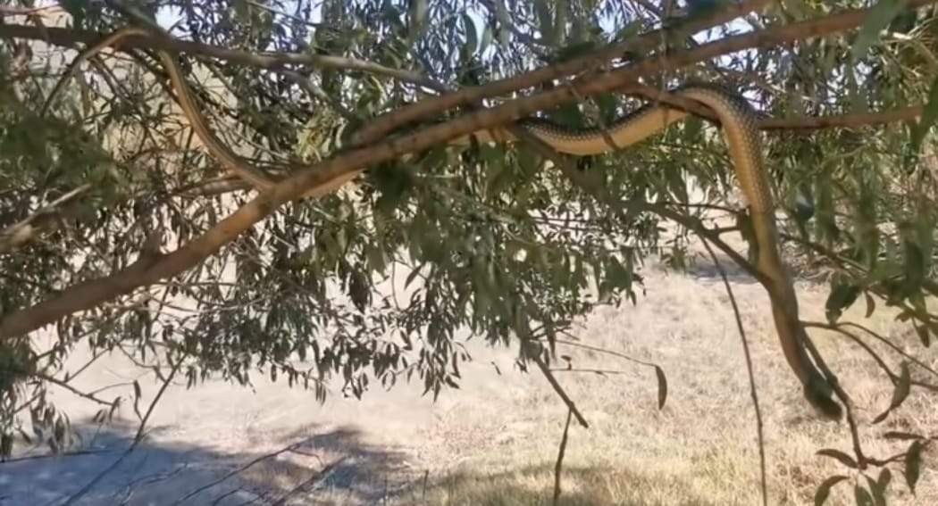 Șarpe uriaș, descoperit în apropierea unei case din Argeș. Bărbatul a rămas uimit când a văzut cât de mare este reptila
