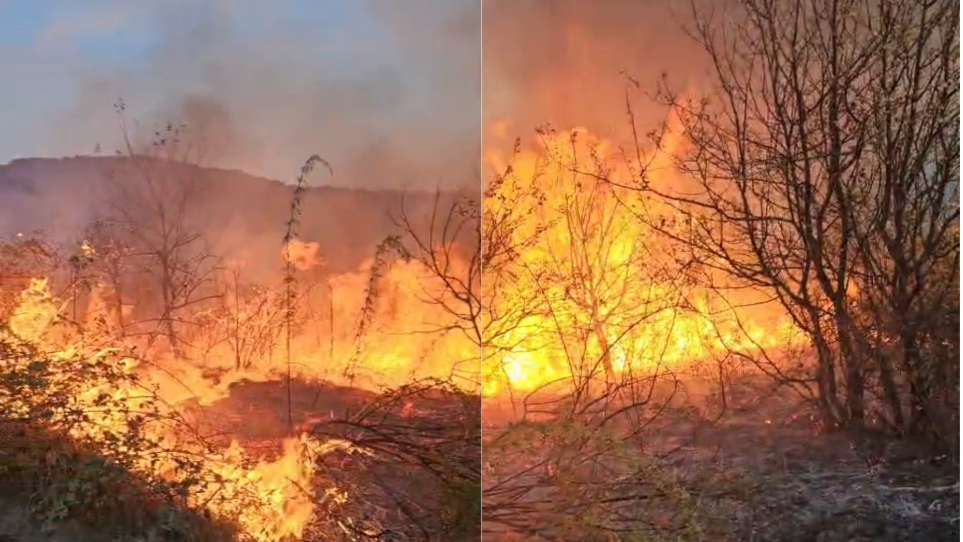 Incendiu puternic în Bihor! 100 de pomi fructiferi și 60 de stupi, afectați de flăcări. Focul ar fi pornit de la afumătorul pentru albine