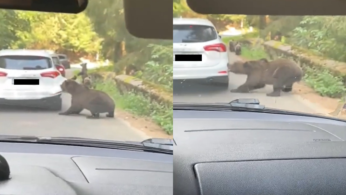 Un urs a atacat o mașină, pe Transfăgărășan! Animalul sălbatic a smuls bara din spate a autoturismului