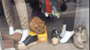 Vezi ce s-a intamplat cu pisica asta chinuita de ANAF! Astazi au mers sa o salveze si... - Trebuie sa citesti ce s-a intamplat! novalue