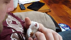 Induiosator! Iepurasul asta paralizat s-a deplasat pentru prima data! O sa iti dea o lacrima cand ii afli povestea! novalue