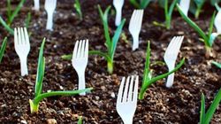 A infipt furculite de plastic in toata gradina! Motivul este genial! Uite de ce!