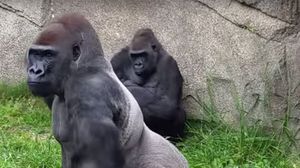 VIDEO Scarbos! Uite ce gest a facut gorila asta pentru a scapa de ochii curiosilor! novalue