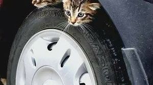 Iubitorii de animale, campanie pentru salvarea pisicilor! “Verificati inainte de a porni masina!” Animalele se adapostesc de frig sub capota autoturismelor novalue
