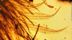 Descoperire uluitoare! Ce au gasit paleontologii: "Este o descoperire pe care o faci o dată în viaţă. Cele mai fine detalii sunt vizibile în trei dimenisiuni"