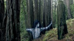 O imagine aparuta pe mai multi copaci intr-o padure din Hawaii transmite un mesaj CUTREMURATOR