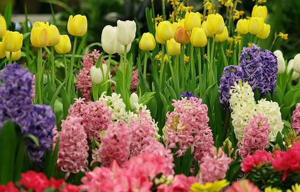 Traditii si superstitii de Florii. Ce este interzis sa faci in Duminica Floriilor