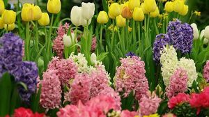 Traditii si superstitii de Florii. Ce este interzis sa faci in Duminica Floriilor