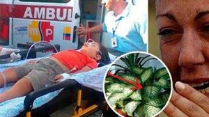 Fiul ei a fost otravit de aceasta planta! Multe familii o au in casa