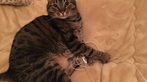 Stiai ce comoara este pisica ta? Micuta felina te apara de infarct si de depresie!