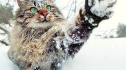 Ninsoare la sfarsit de mai, in Romania! Stratul de zapada masoara 20 de centimetri