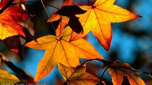 Nu mai cad frunzele! Avem parte de temperaturi record de vara in aceasta toamna