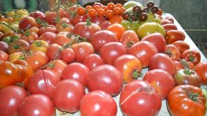 Cum sunt vopsite, in cateva ore, rosiile care ajung in supermarket: ”Nu e moral, dar e comercial”