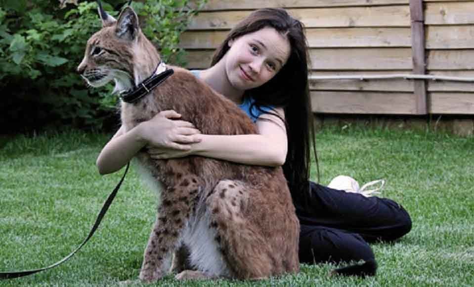 8 pisici salbatice potrivite ca animal de companie - WOWBiz