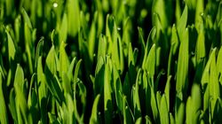 Traditii de Sfantul Andrei: Cand se pune graul la incoltit si ce semnifica