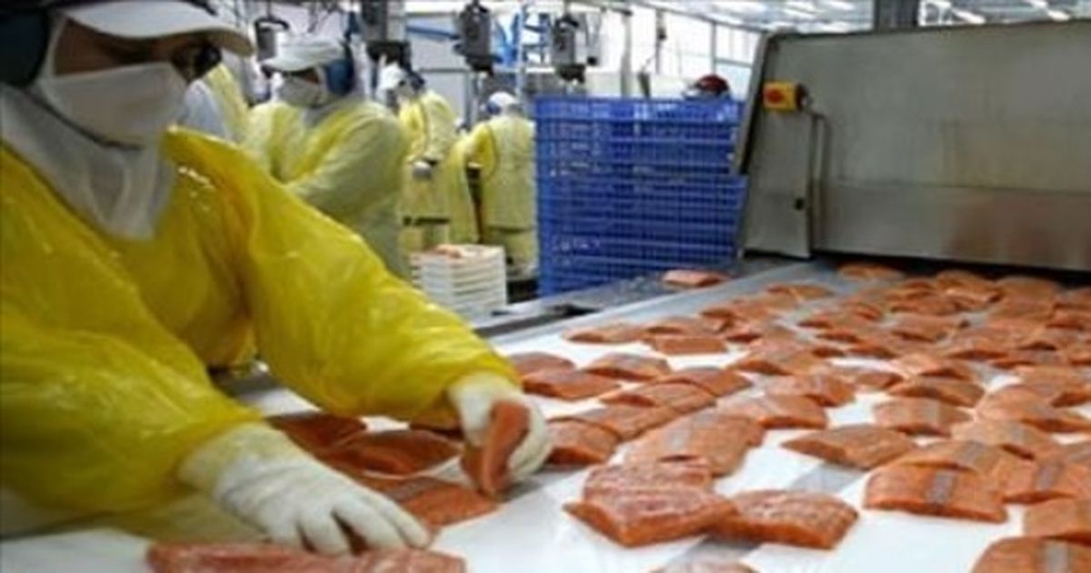 Pestele care te poate ucide! Muncitorii din crescatorii poarta masti ...