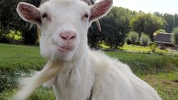 Revoltator! Doi romani au ucis o capra la o gradina zoologica din Berlin! "I-au taiat un picior, ca sa-l manance..."