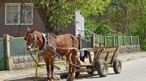 Contrabandist la 75 de ani! Cu caruta plina de lucerna la granita, batranul facea "un transport" cu tigari