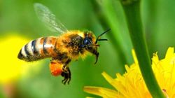 Intepatura de albina: 10 lucruri care va pot salva viata