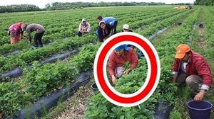 Ce ascund, de fapt, muncitorii romani plecati la capsuni in Spania? O romanca a rabufnit si a spus totul!