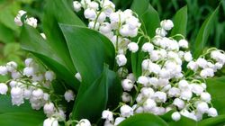 Cele mai otravitoare plante din Romania. Produc decesul instantaneu