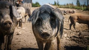 Focar de pesta porcina africana, confirmat in judetul Galati