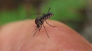 Declaratia oficiala a autoritatilor din Romania: Sase persoane diagnosticate cu virusul West Nile au murit pana acum