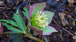 Otrava preferata a medicilor - Spânzul, minunea care vindeca