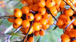 Mască de faţă din cătină din două ingrediente! Rezultatele sunt uluitoare