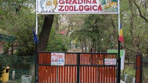 O fată din Bârlad a vrut să-şi facă un selfie cu ursul de la Zoo. Cum a reacţionat animalul când a văzut-o aproape de el