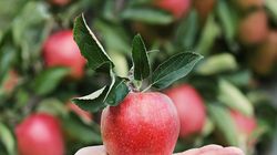 Merele, pericol pentru sanatate! Le mai consumi dupa ce citesti asta?