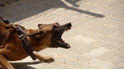 Ce faci dacă te muşcă un câine? Când te poţi trata acasă?