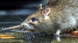 Medicii sunt în alertă! O tulpină rară de hepatită pare să fi făcut saltul de la şobolani la oameni