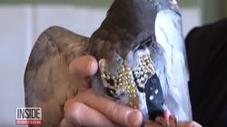 Ciudăţenia naturii! Porumbelul care poartă bijuterii! A devenit viral imediat pe net