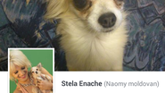 Asa arata pagina de facebook a lui Naomy, transsexualul ascunzandu-si identitatea in spatele altui nume
