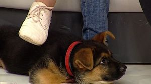 Asa arata catelusul la doua luni