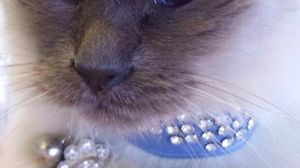 Asa arata zgarda- bijuterie pe care o purta Marty la gat