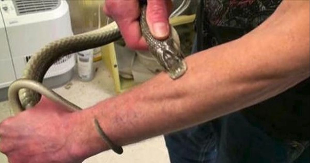 Si-a injectat venin de vipera in sange timp de 20 de ani! Cand si-a facut analizele, a ramas MUT de uimire! Ce au gasit medicii? - WOWBiz