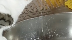 Incredibil cat de simpatica e aceasta pisica! Nu-si lasa stapana sa spele vasele – Vezi ce face in chiuveta - Video Exclusiv!